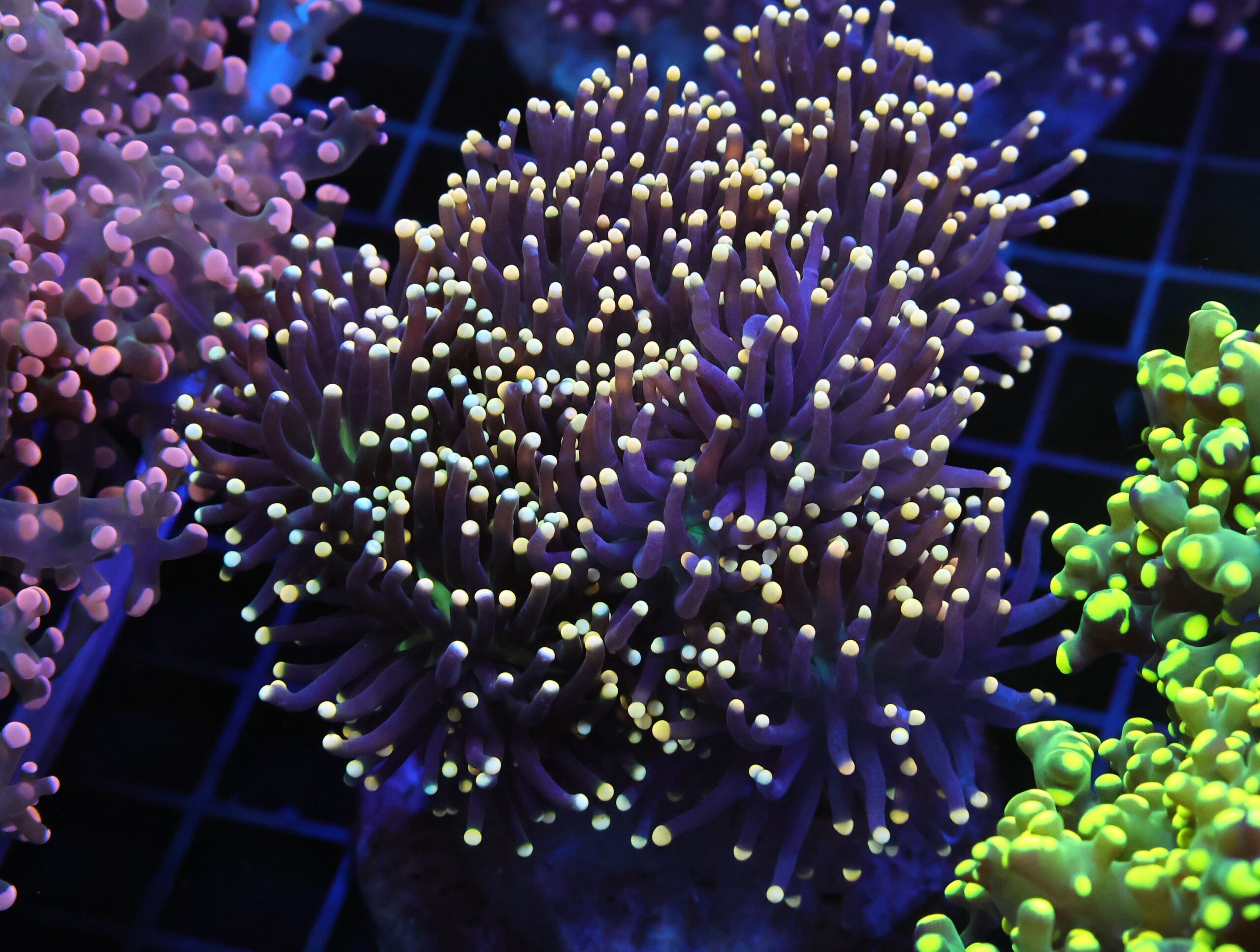 D119 - INDO TORCH BLACK LIGHT 9 HEAD