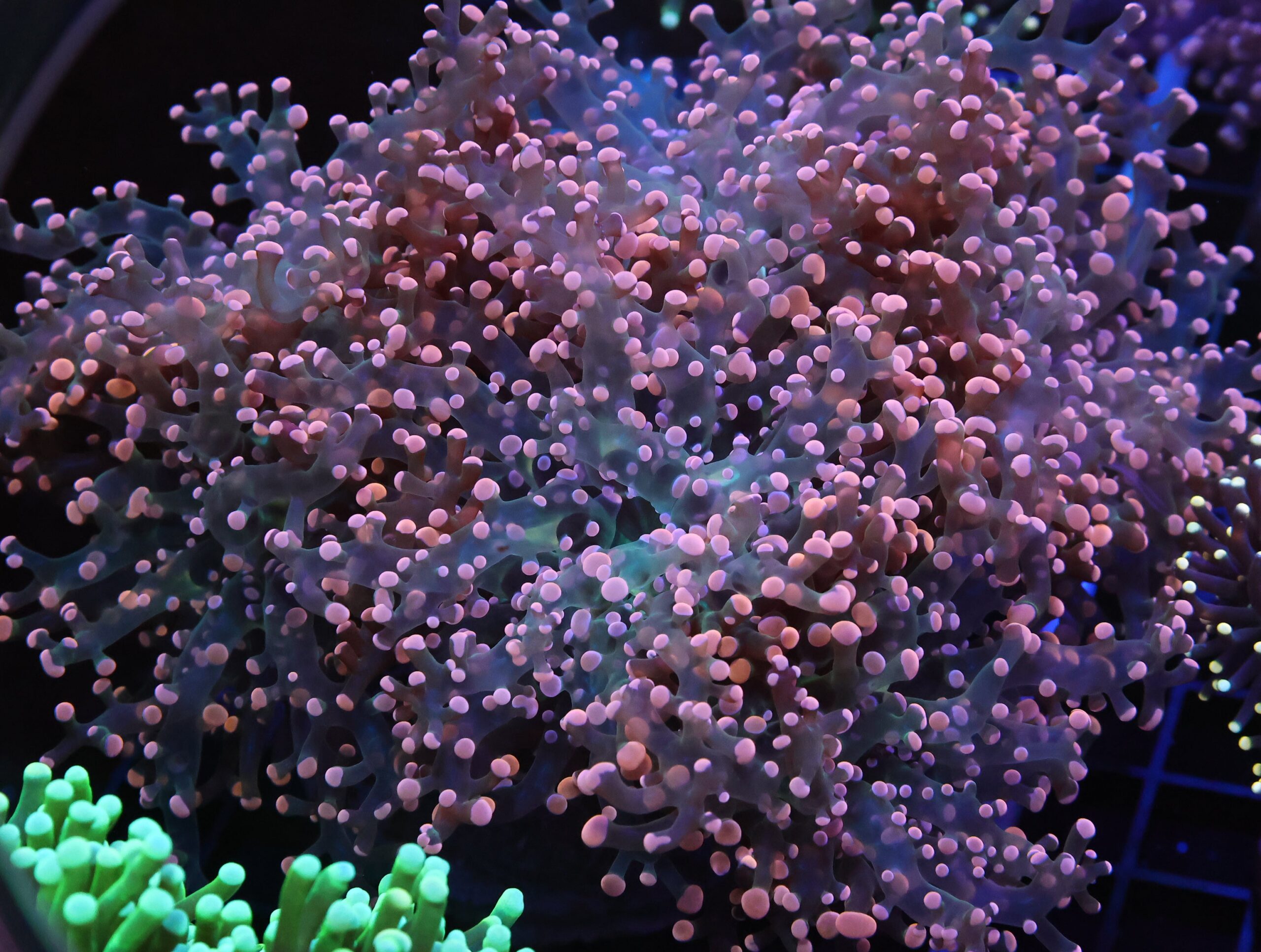 D120 - INDO FROGSPAWN BRANCH PEACH 6 HEAD