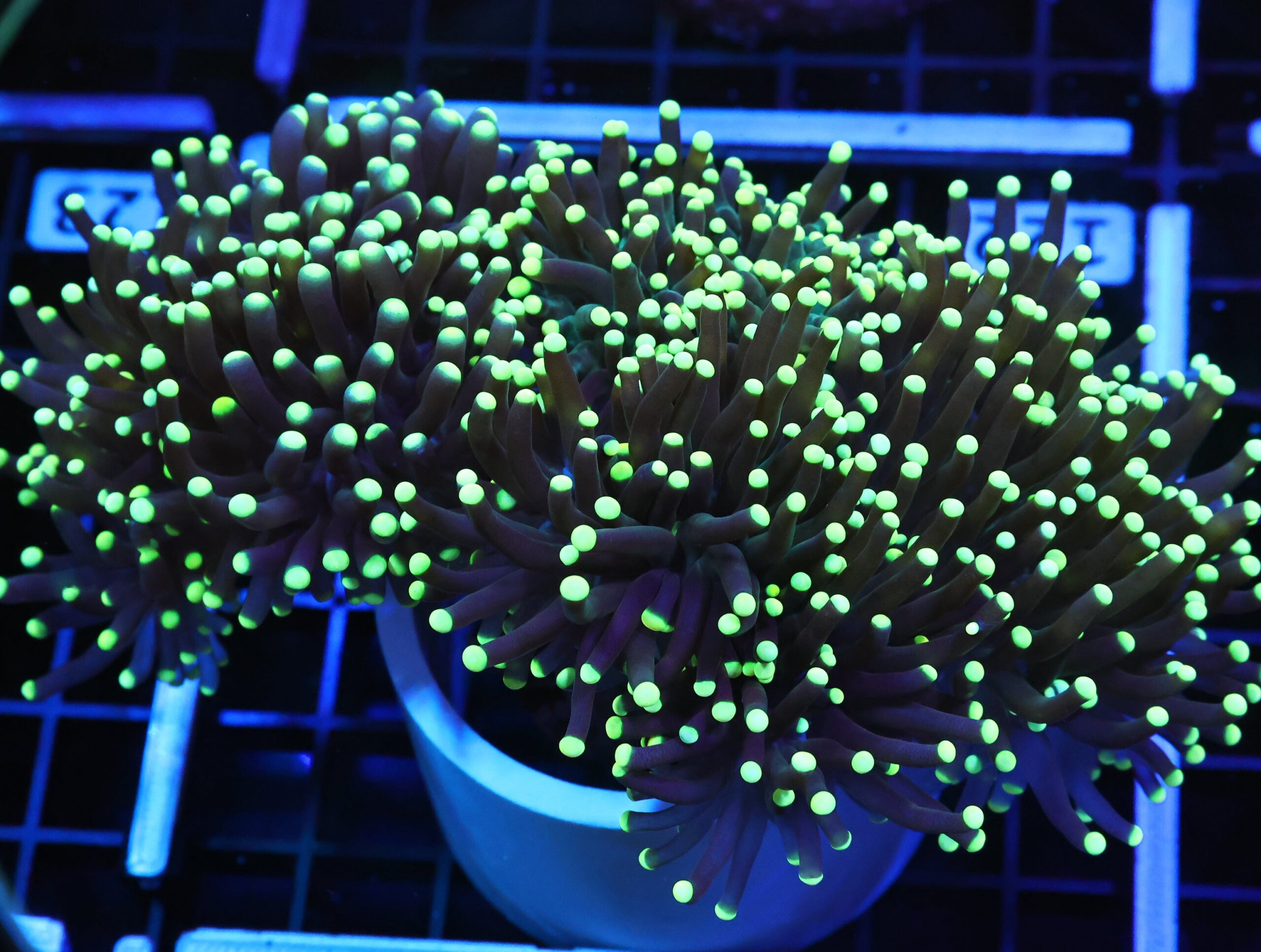 D122 - INDO TORCH BICOLOR 6 HEAD