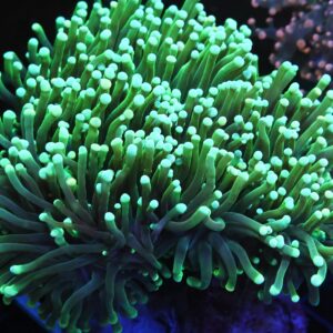 D125 - INDO TORCH GREEN 5 HEAD