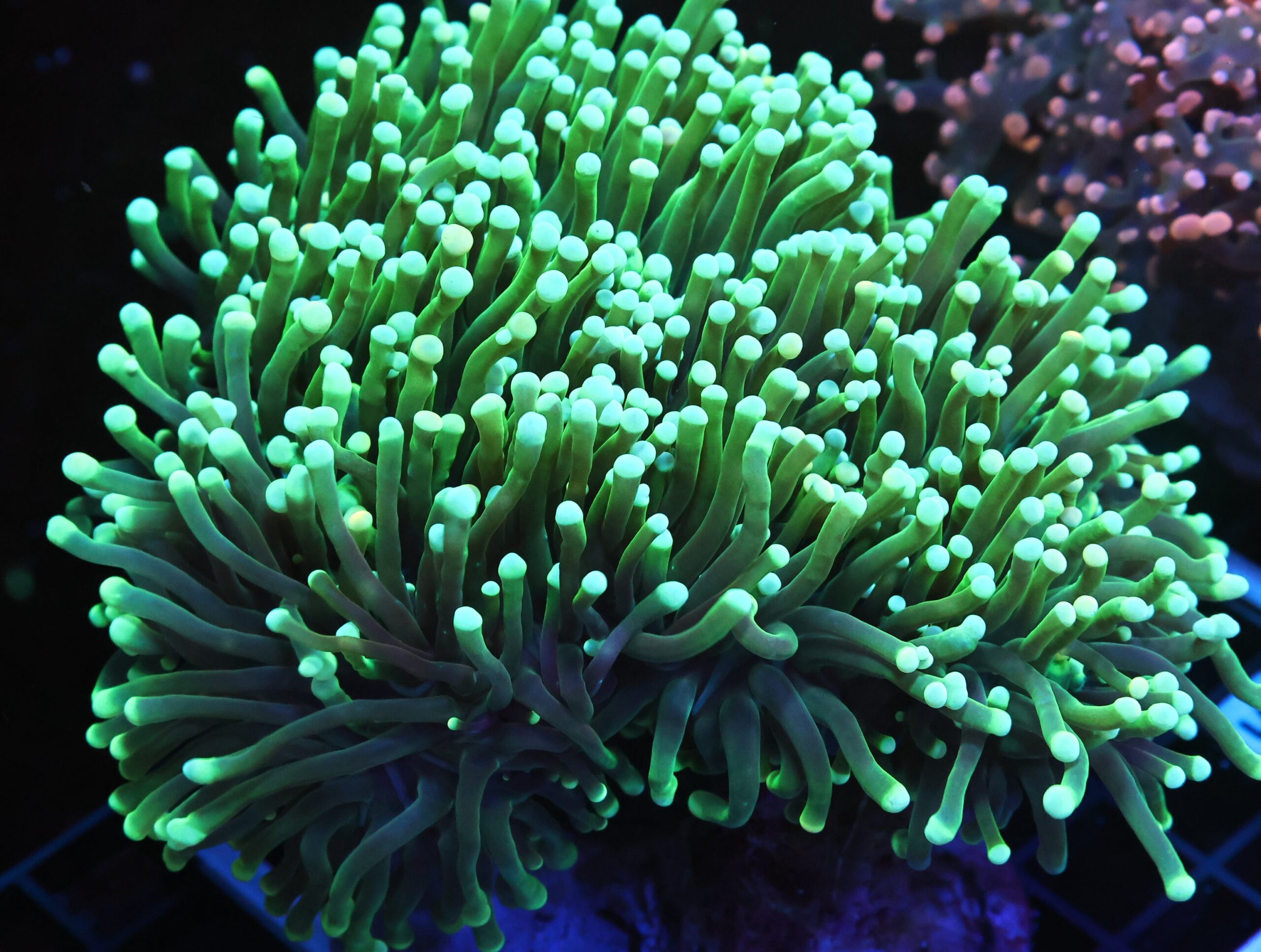 D125 - INDO TORCH GREEN 5 HEAD