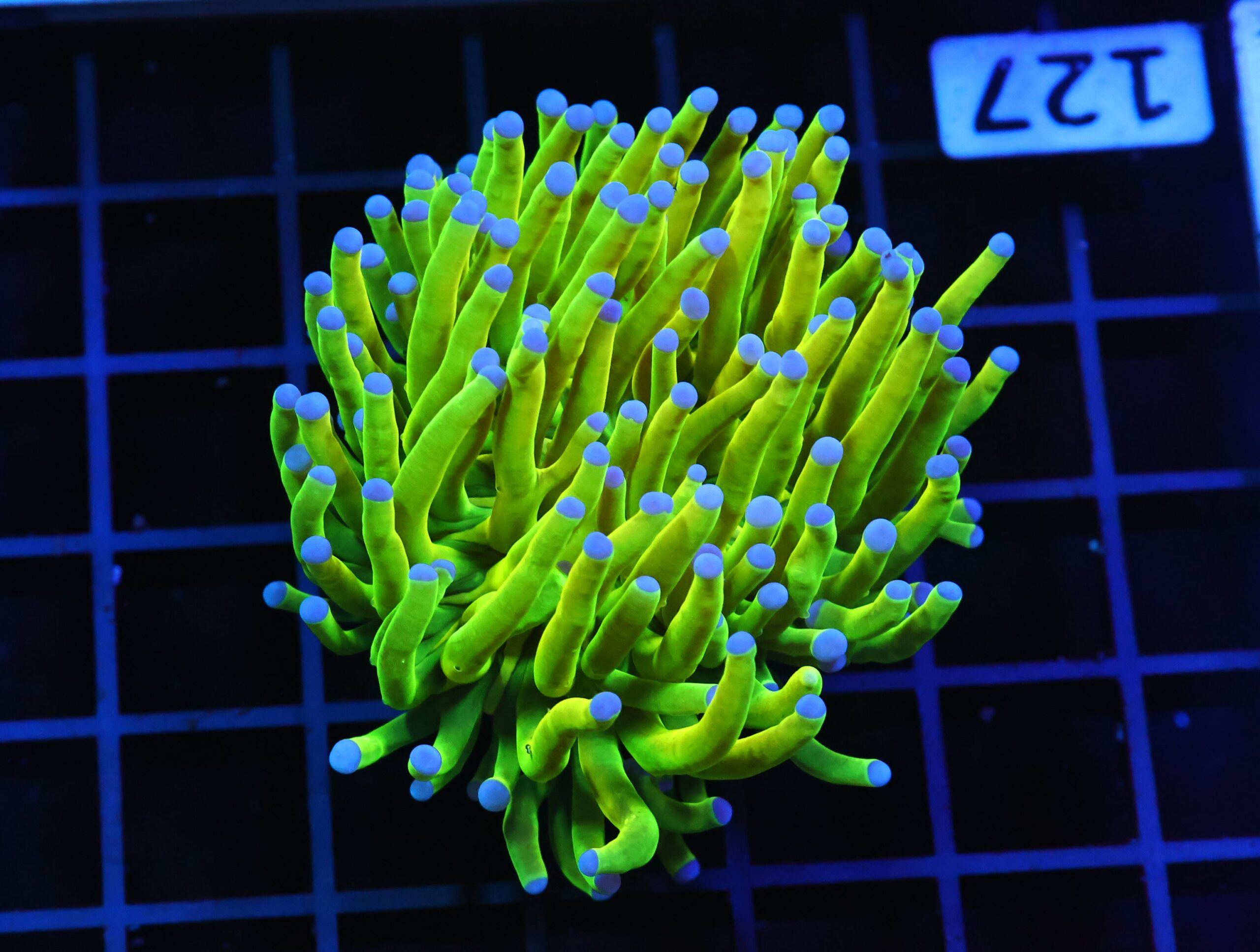 D127 - MALAYSIAN TORCH GREEN GRAIL 1 HEAD