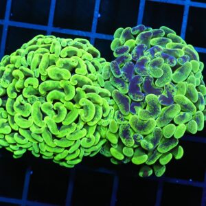 D134 - AUSSIE HAMMER THICK BRANCH BLOTCHY YELLOW 2 HEAD