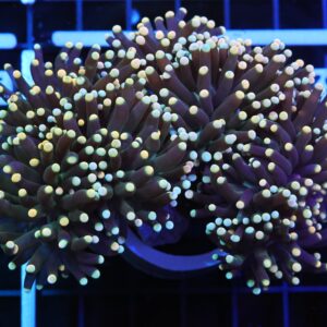 D132 - INDO TORCH BICOLOR 4 HEAD