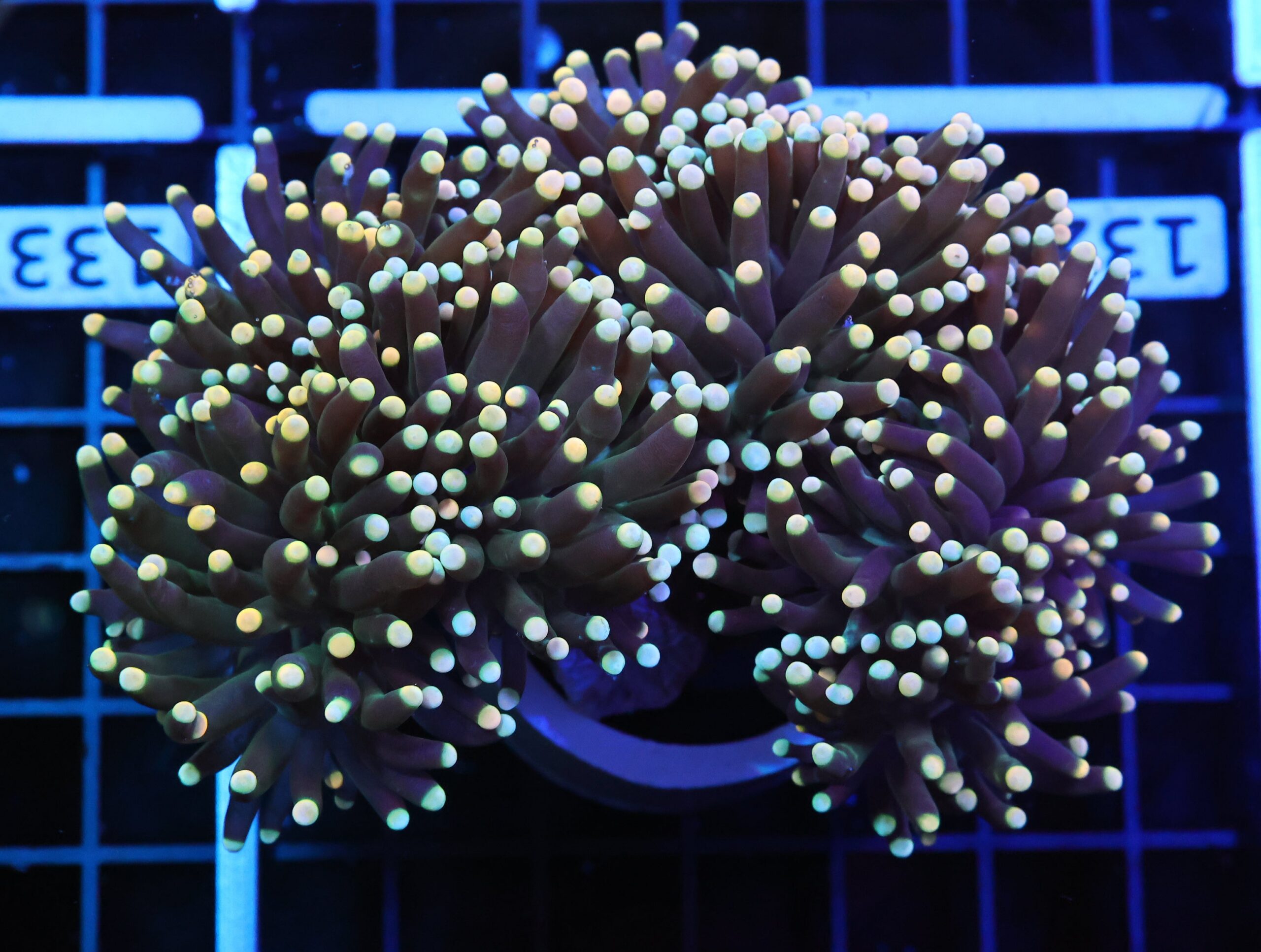 D132 - INDO TORCH BICOLOR 4 HEAD