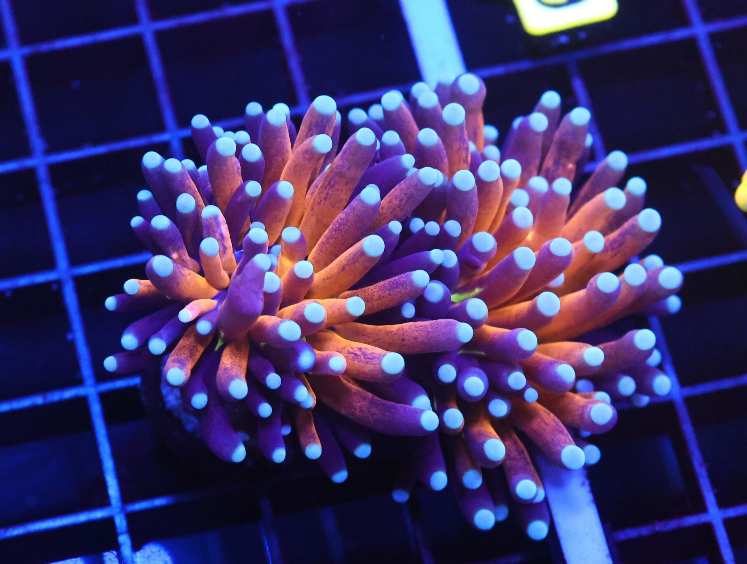 D15 - MALAYSIAN TORCH GOLD TIGER 2 HEAD