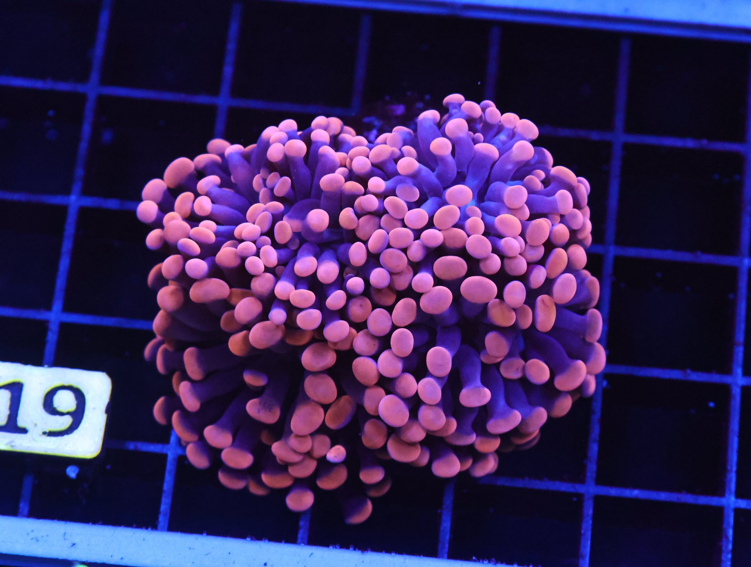 D19 - INDO HAMMER BRANCH ORANGE 4 HEAD