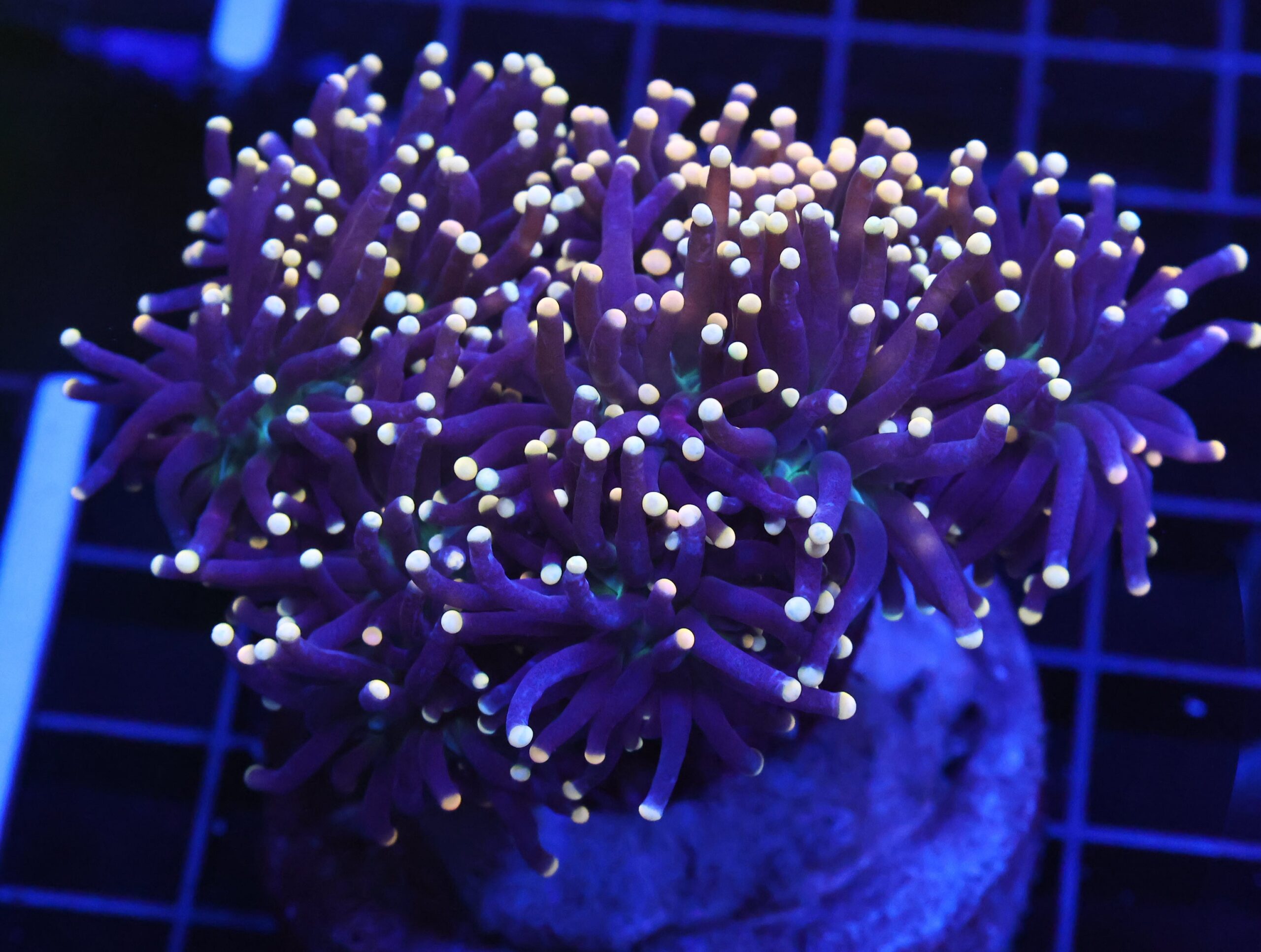 D22 - INDO TORCH BLACK LIGHT 7 HEAD