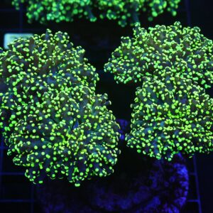 D25 - INDO FROGSPAWN BRANCH GAMMA RAY 5 HEAD