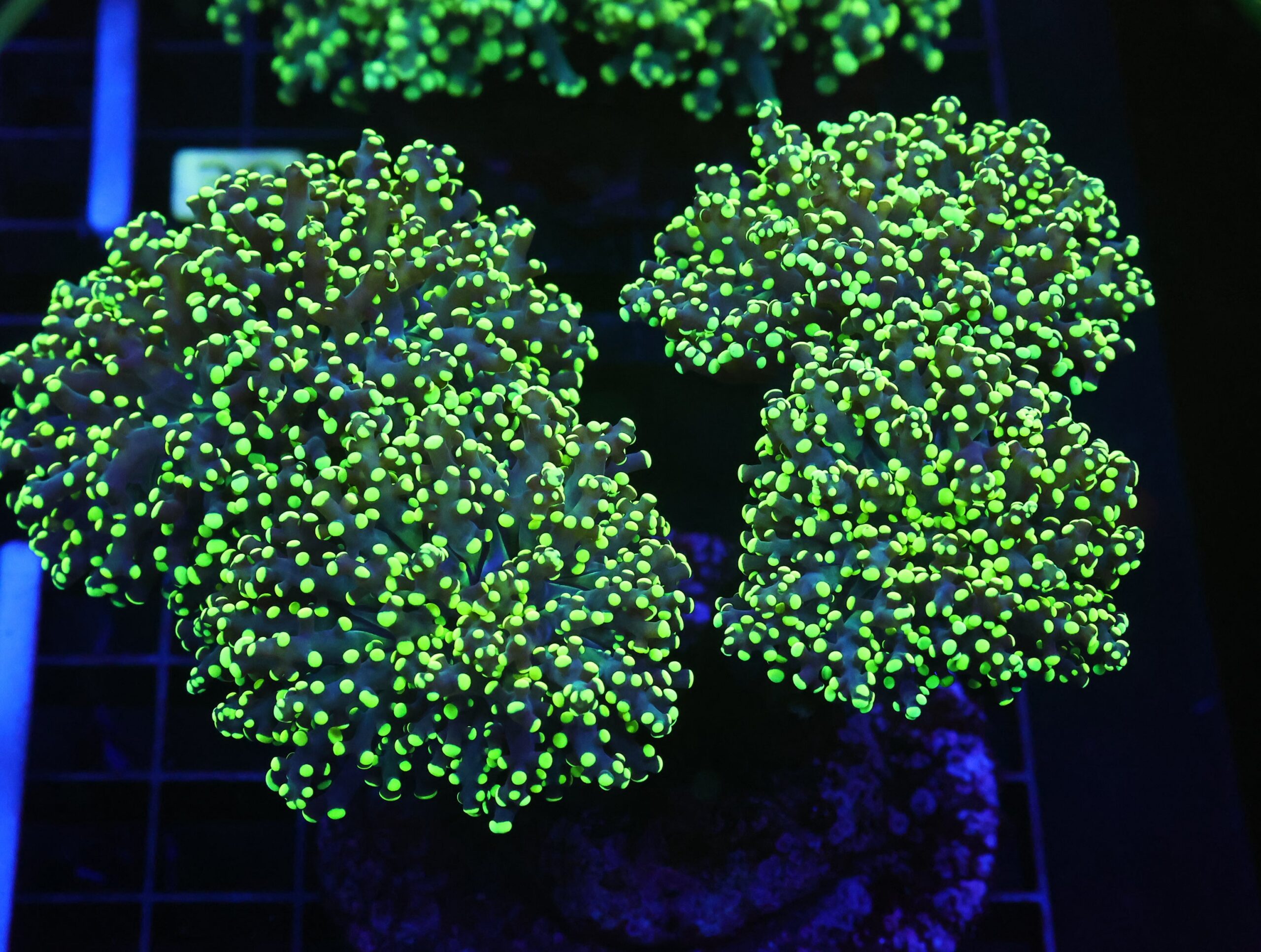 D25 - INDO FROGSPAWN BRANCH GAMMA RAY 5 HEAD