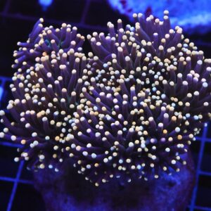 D29 - INDO TORCH BLACK LIGHT 5 HEAD