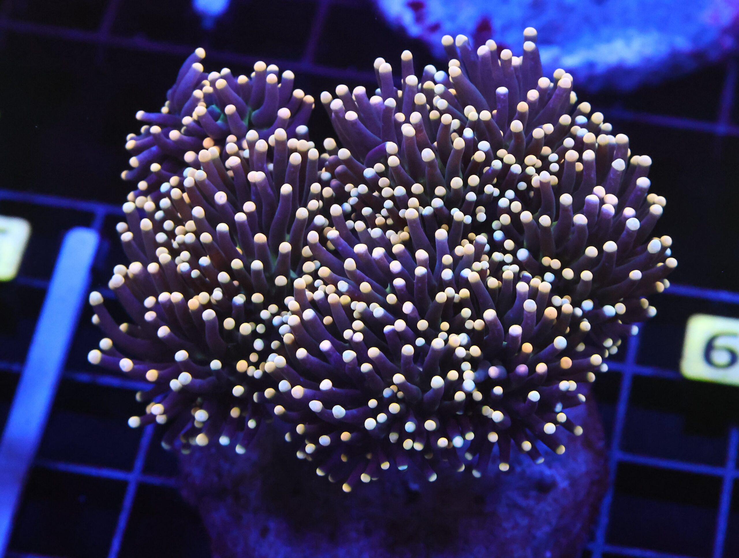 D29 - INDO TORCH BLACK LIGHT 5 HEAD