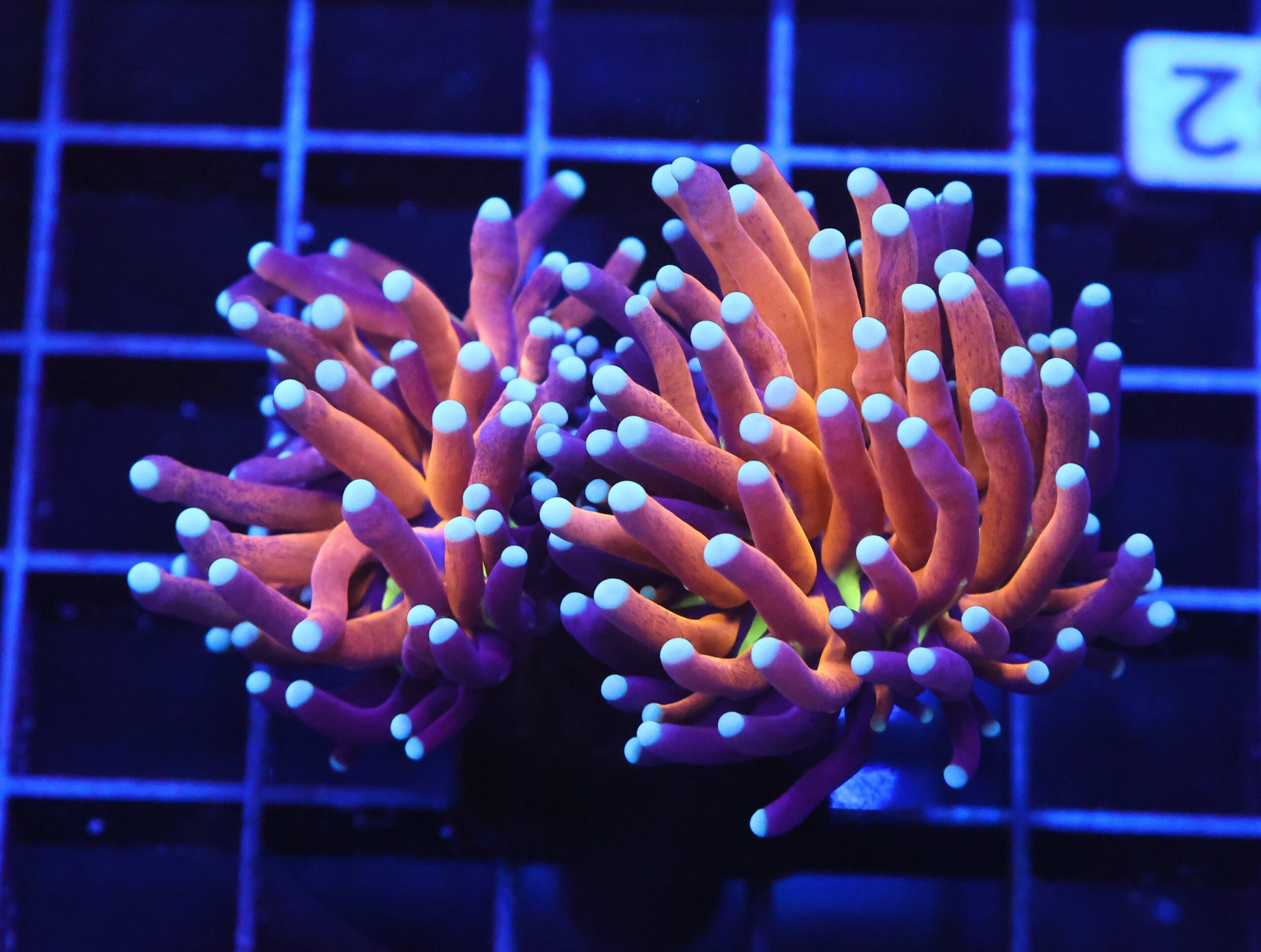 D32 - MALAYSIAN TORCH GOLD TIGER 2 HEAD