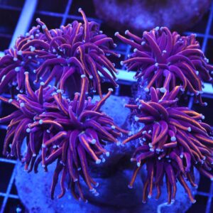 D34 - INDO TORCH GOLD VARIANT 5 HEAD