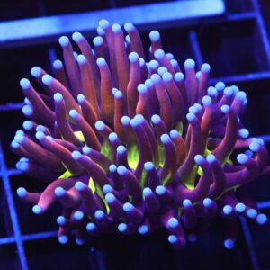 D36 - MALAYSIAN TORCH GOLD TIGER 1 HEAD