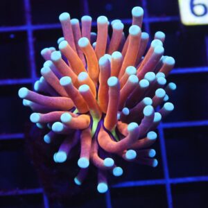 D39 - MALAYSIAN TORCH GOLD TIGER 1 HEAD