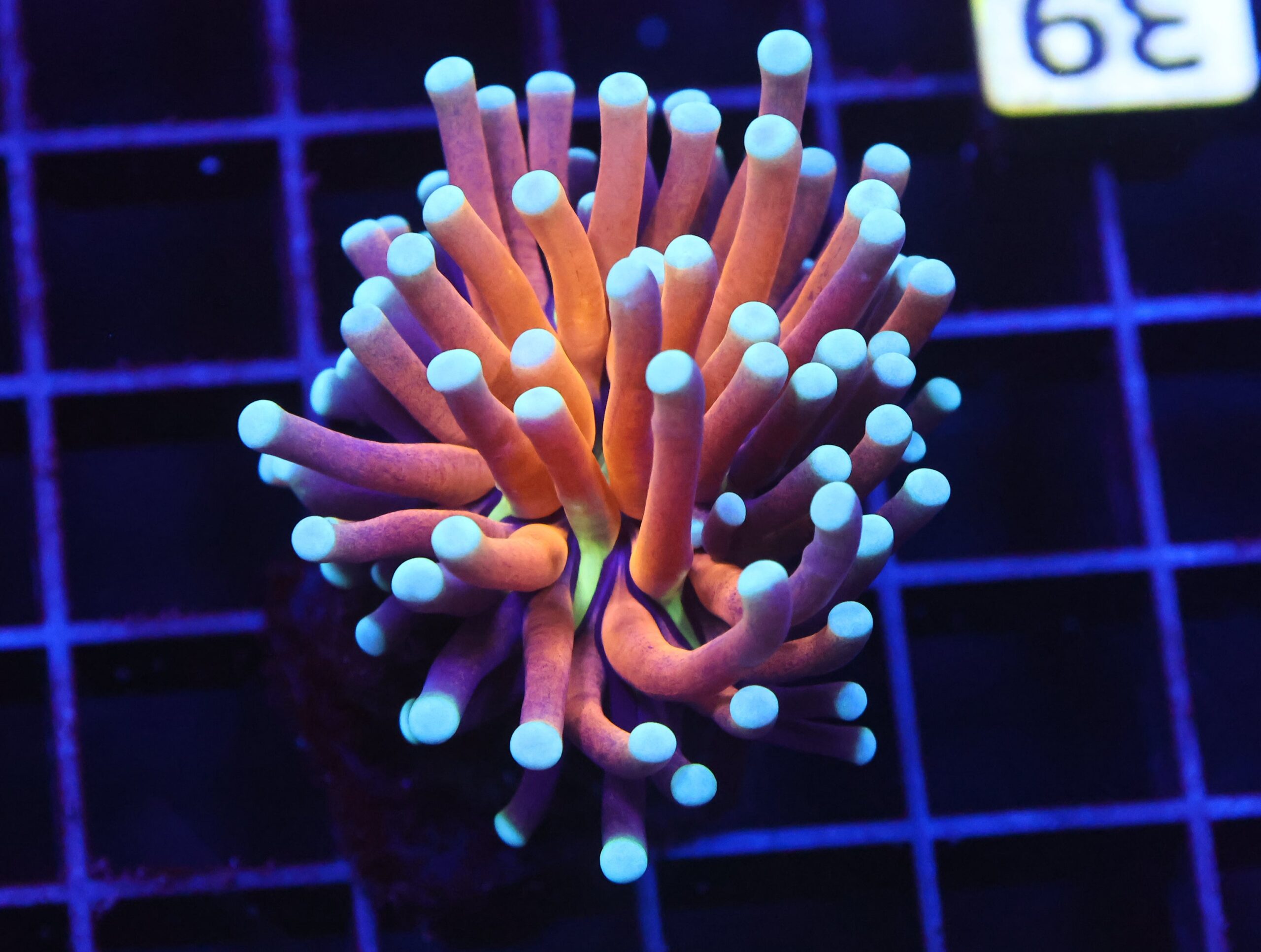 D39 - MALAYSIAN TORCH GOLD TIGER 1 HEAD