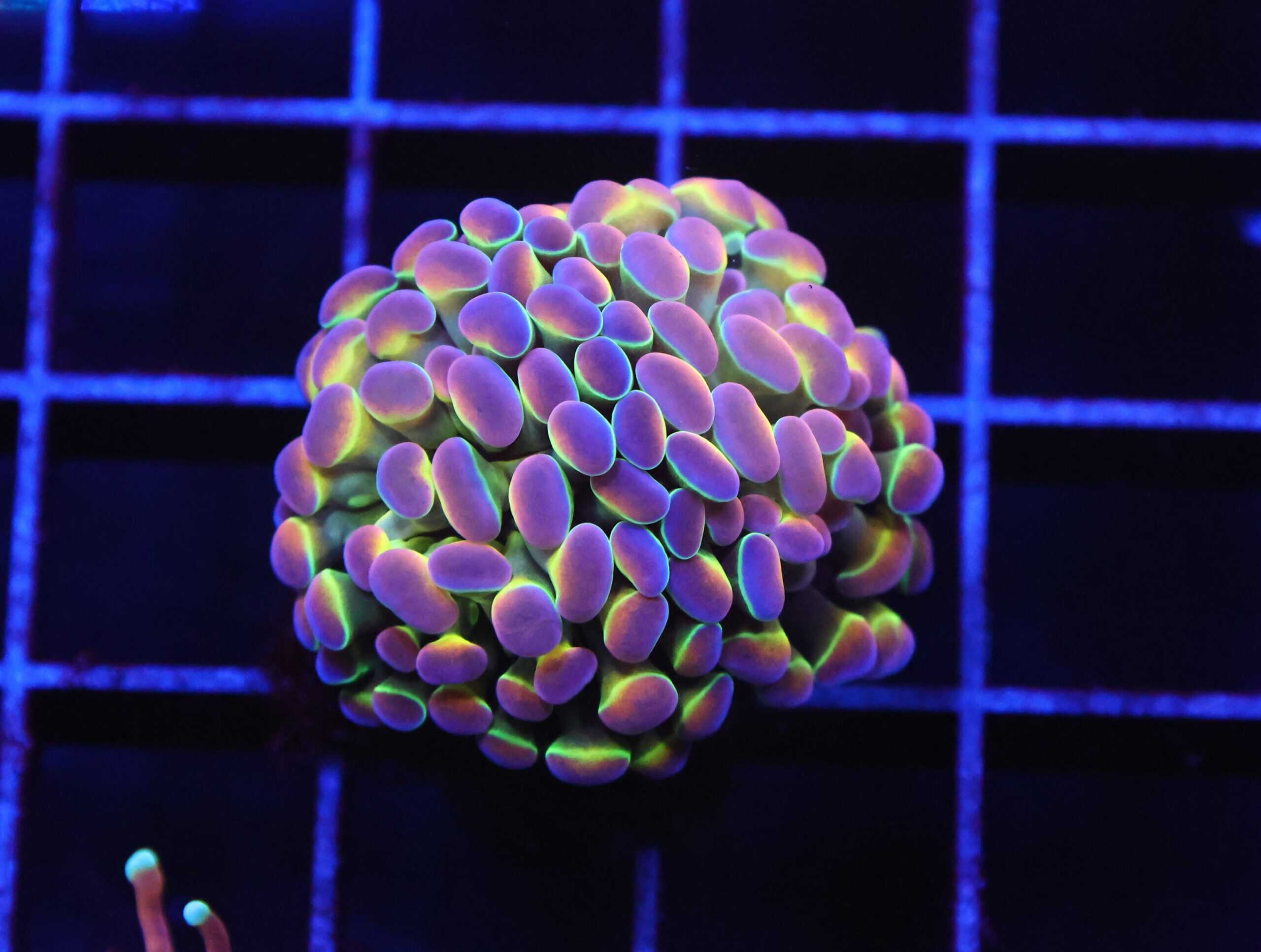 D40 - INDO HAMMER BRANCH TRUE HOLOGRAM 2 HEAD