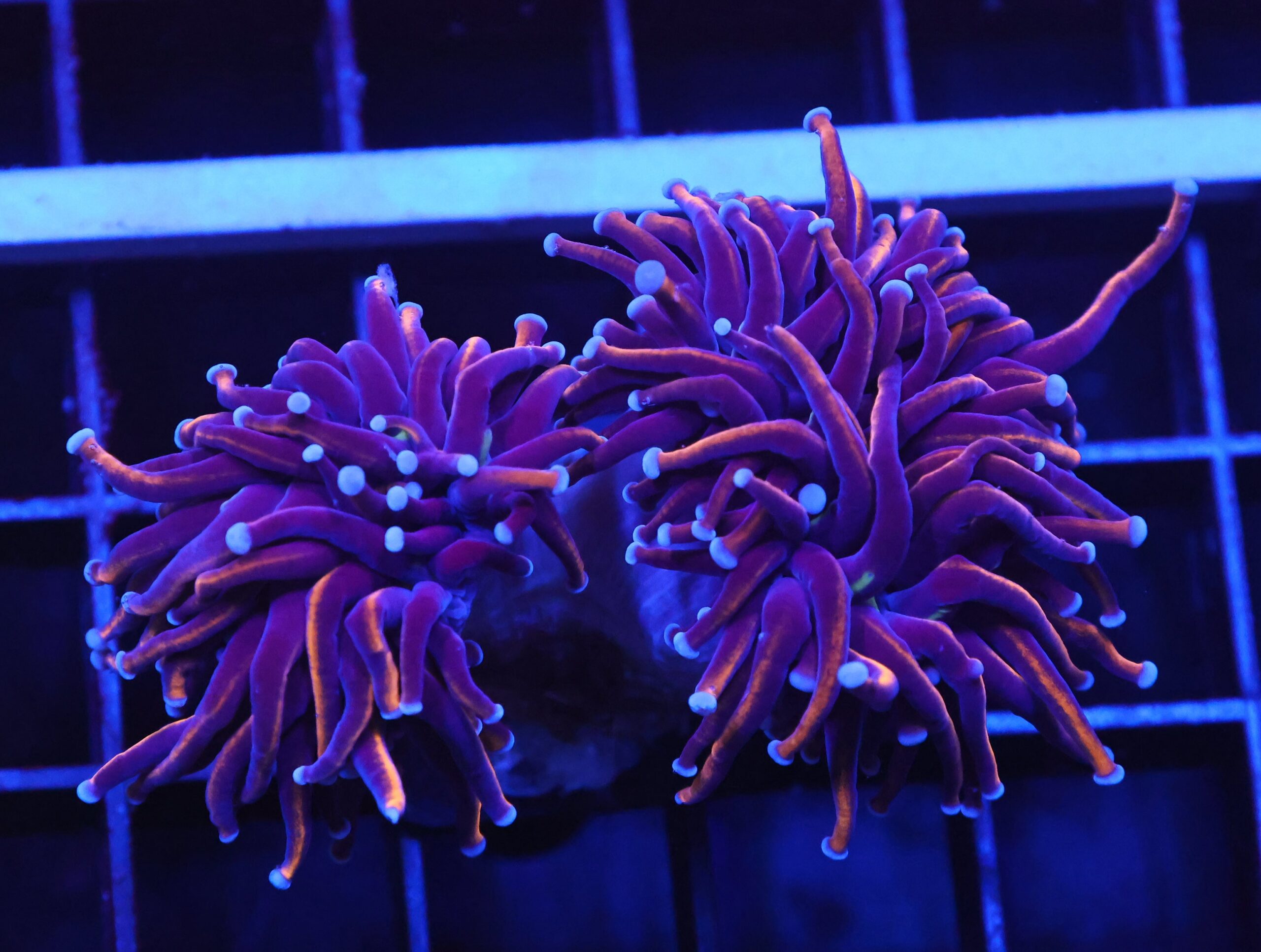 D43 - INDO TORCH GOLD VARIANT 2 HEAD