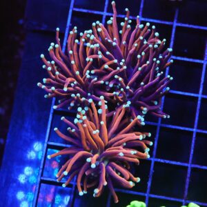 D45 - INDO TORCH GOLD VARIANT 3 HEAD