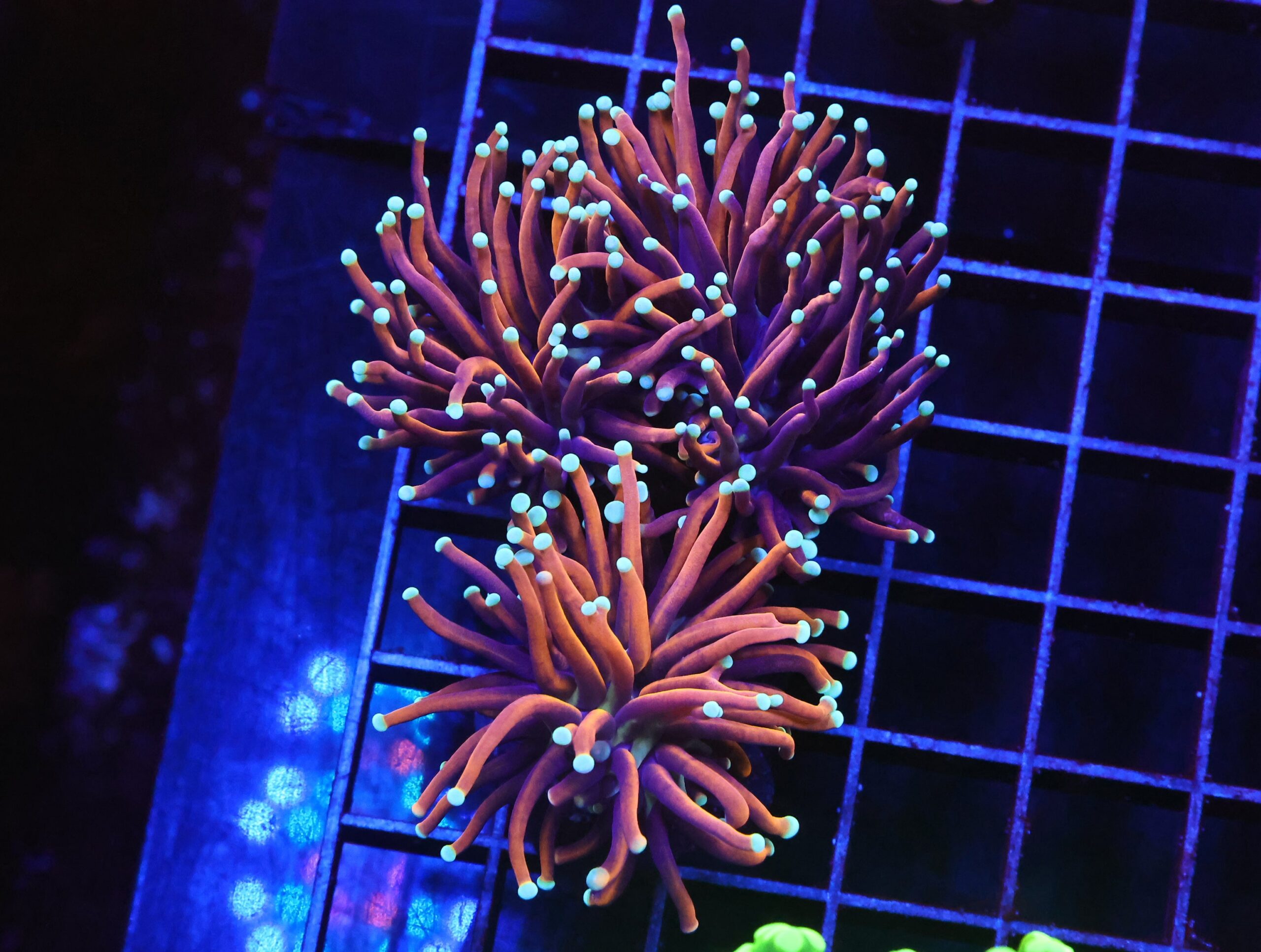 D45 - INDO TORCH GOLD VARIANT 3 HEAD