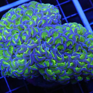 D52 - INDO HAMMER WALL REVERSE