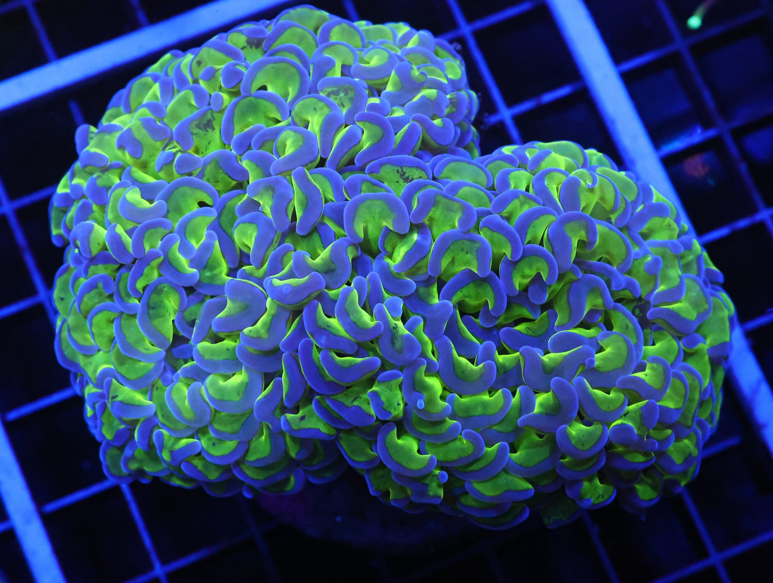 D52 - INDO HAMMER WALL REVERSE