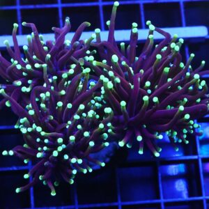 D53 - INDO TORCH DRAGON SOUL 4 HEAD