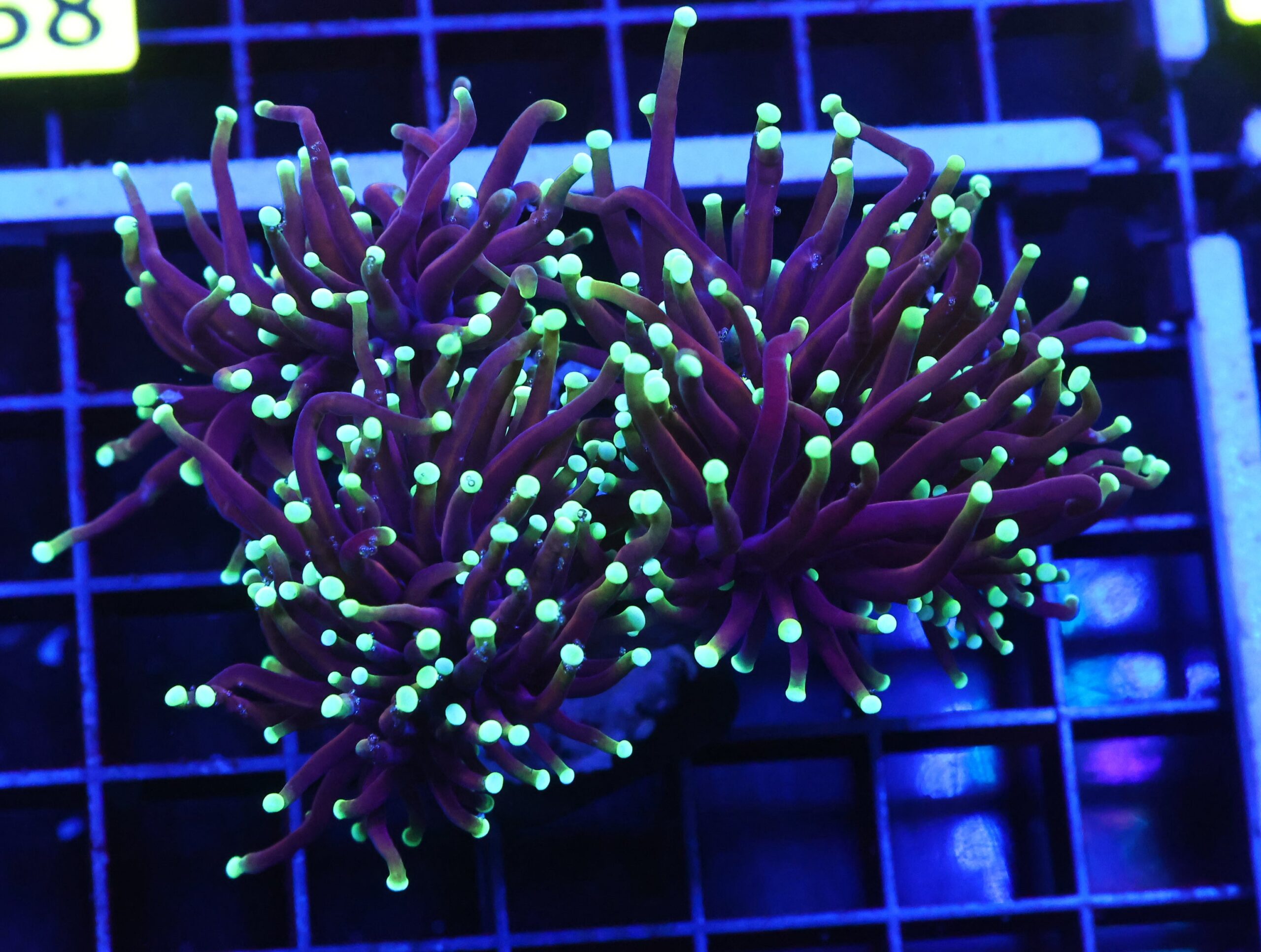 D53 - INDO TORCH DRAGON SOUL 4 HEAD