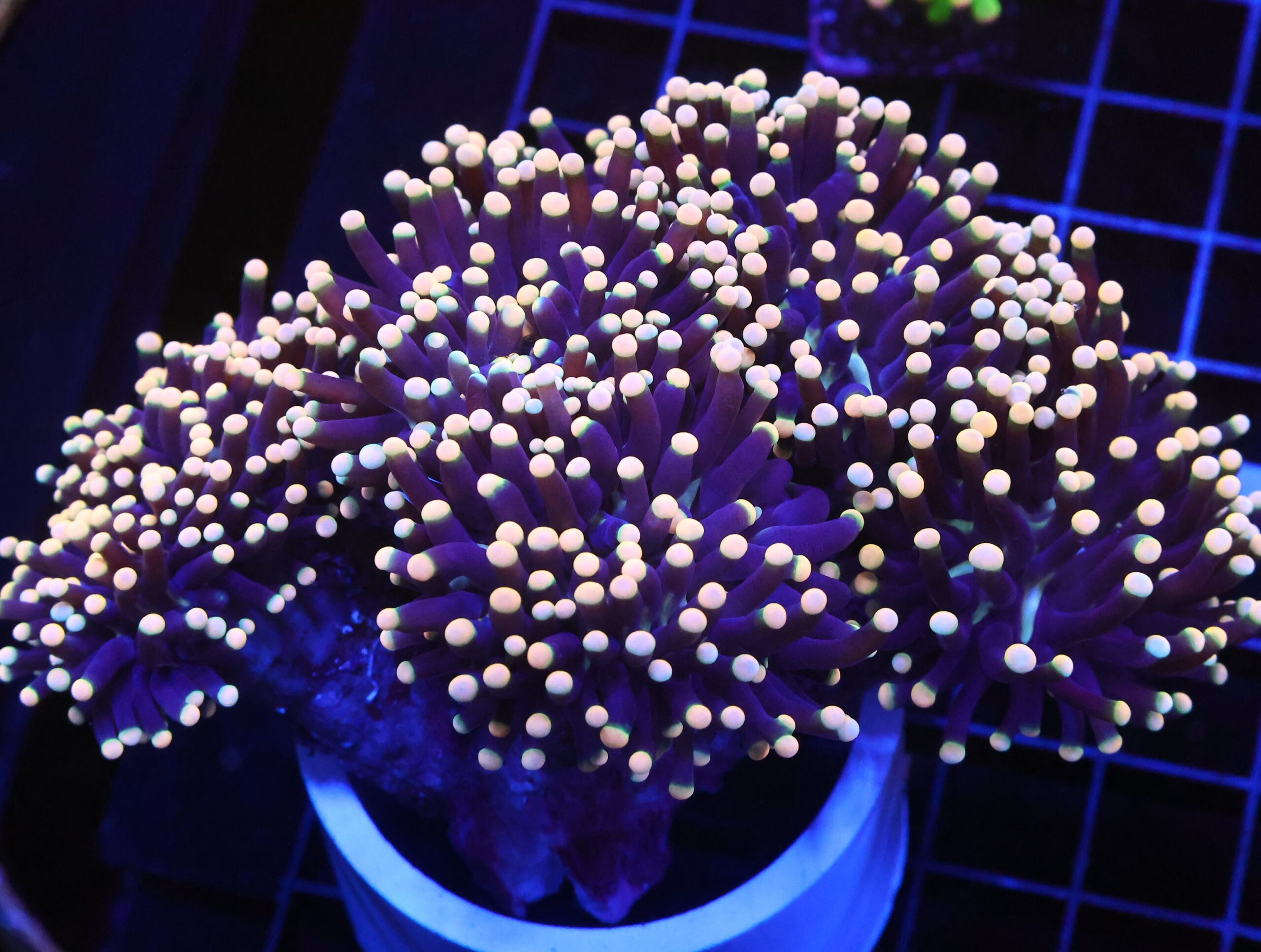 D56 - INDO TORCH BLACK LIGHT 6 HEAD