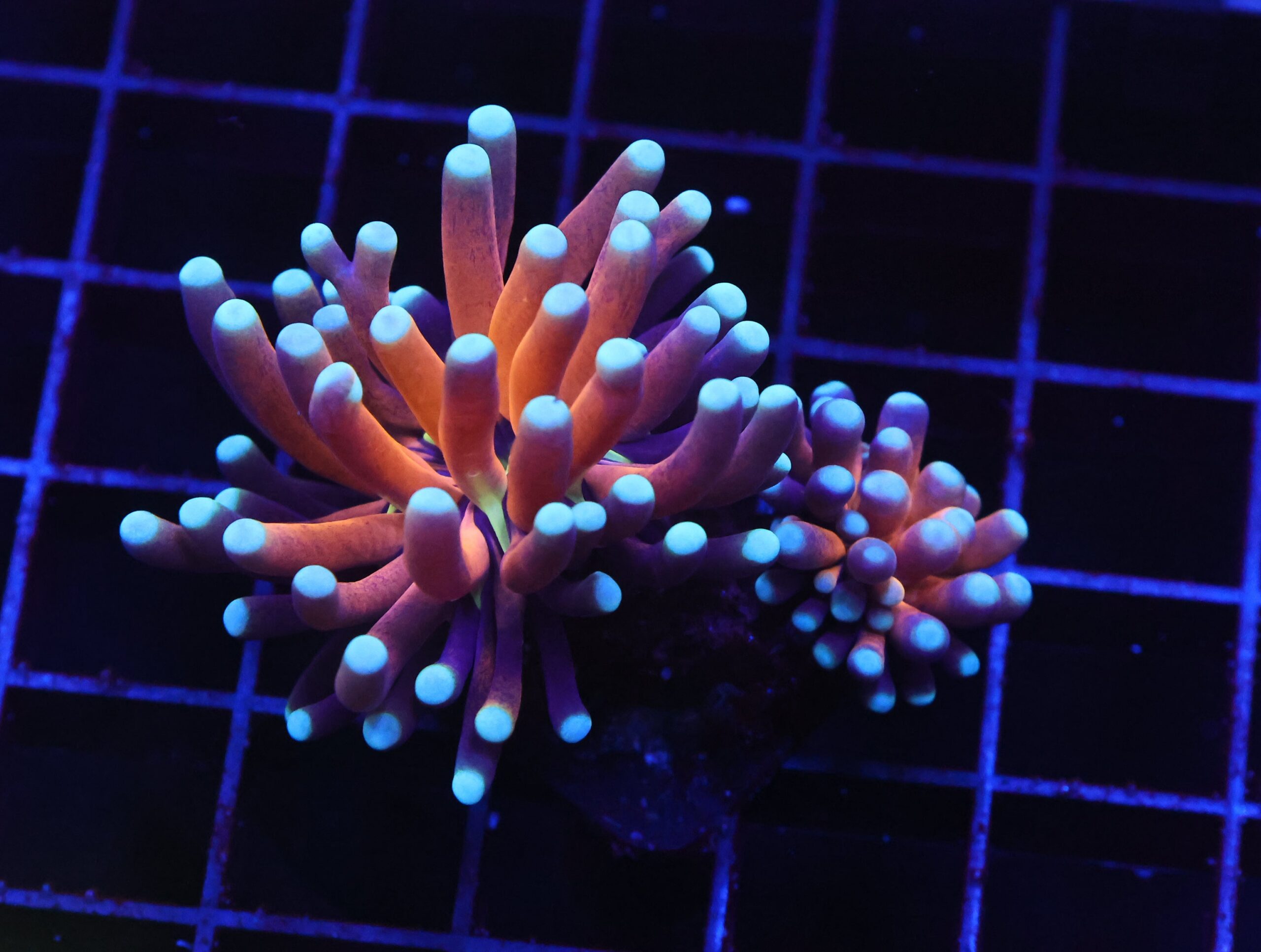 D64 - MALAYSIAN TORCH GOLD TIGER 2 HEAD