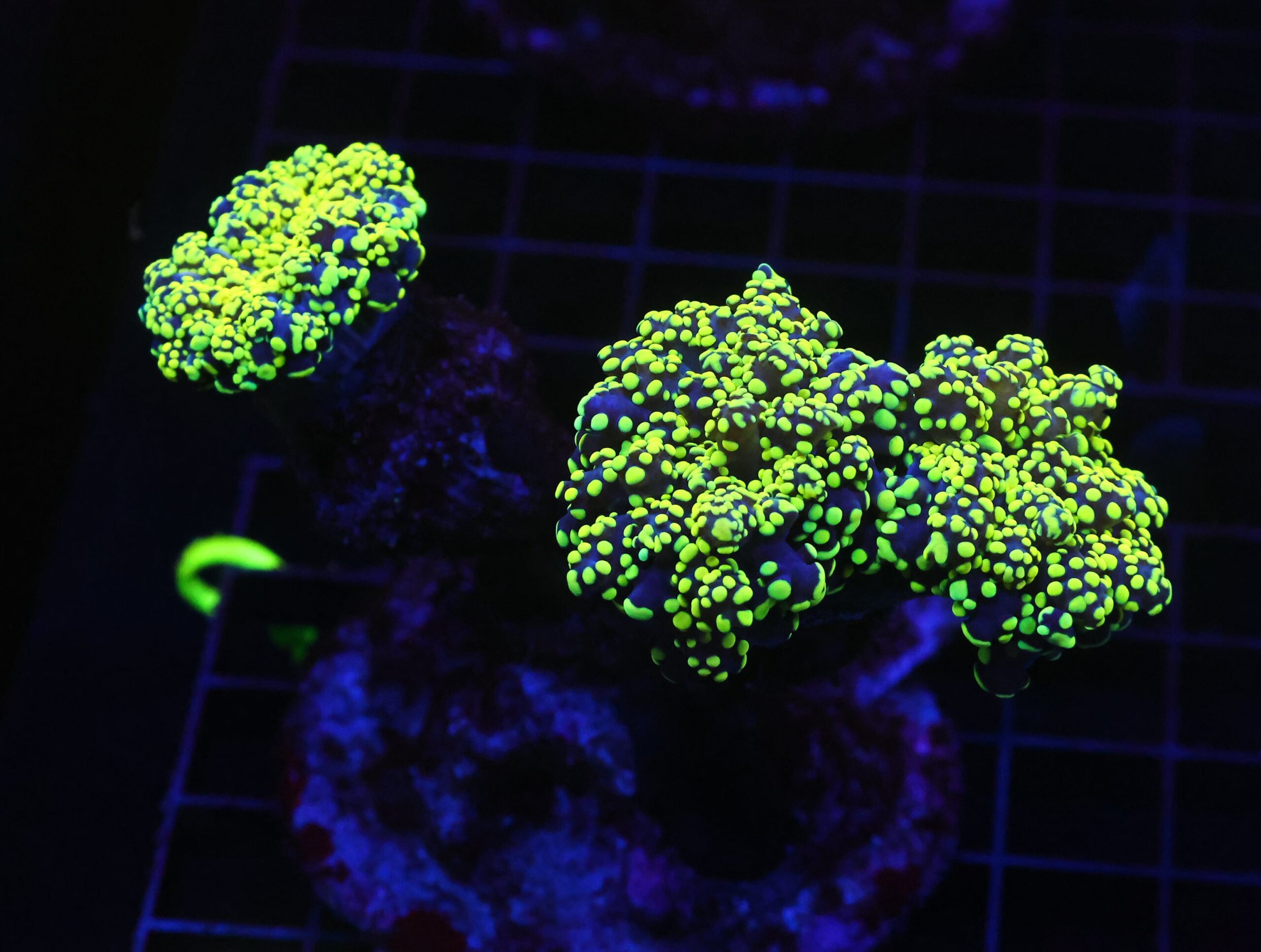 D66 - INDO FROGSPAWN BRANCH GAMMA RAY 3 HEAD