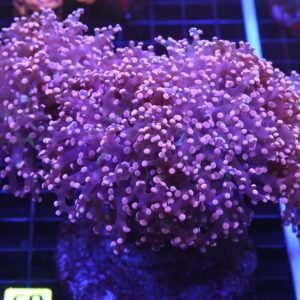 D69 - INDO FROGSPAWN BRANCH PEACH 4 HEAD