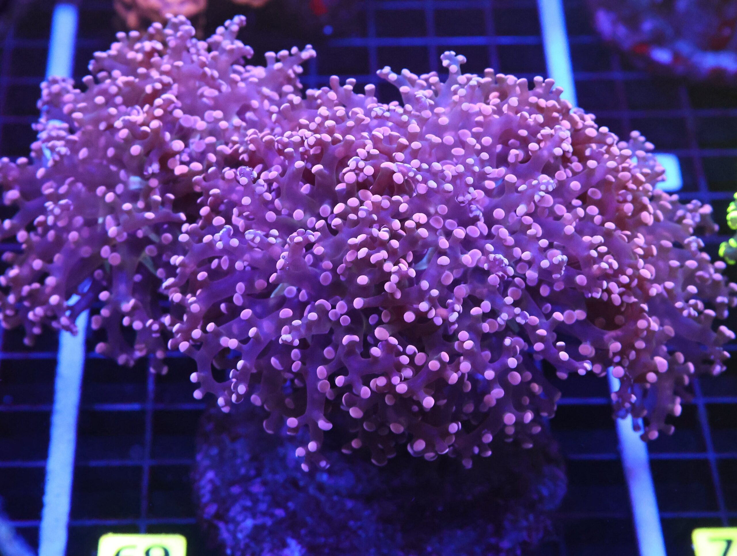 D69 - INDO FROGSPAWN BRANCH PEACH 4 HEAD
