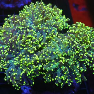 D70 - INDO FROGSPAWN BRANCH GAMMA RAY 6 HEAD