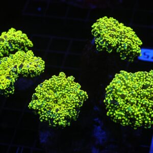 D75 - INDO FROGSPAWN BRANCH GAMMA RAY 5 HEAD