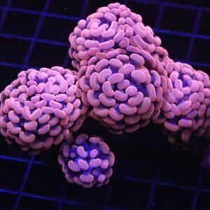 D74 - INDO HAMMER BRANCH ORANGE 5 HEAD