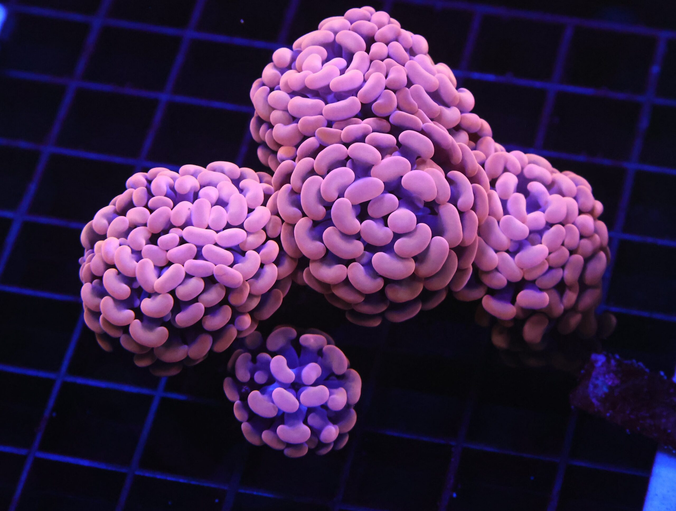 D74 - INDO HAMMER BRANCH ORANGE 5 HEAD