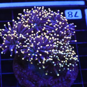 D78 - INDO TORCH BLACK LIGHT 5 HEAD