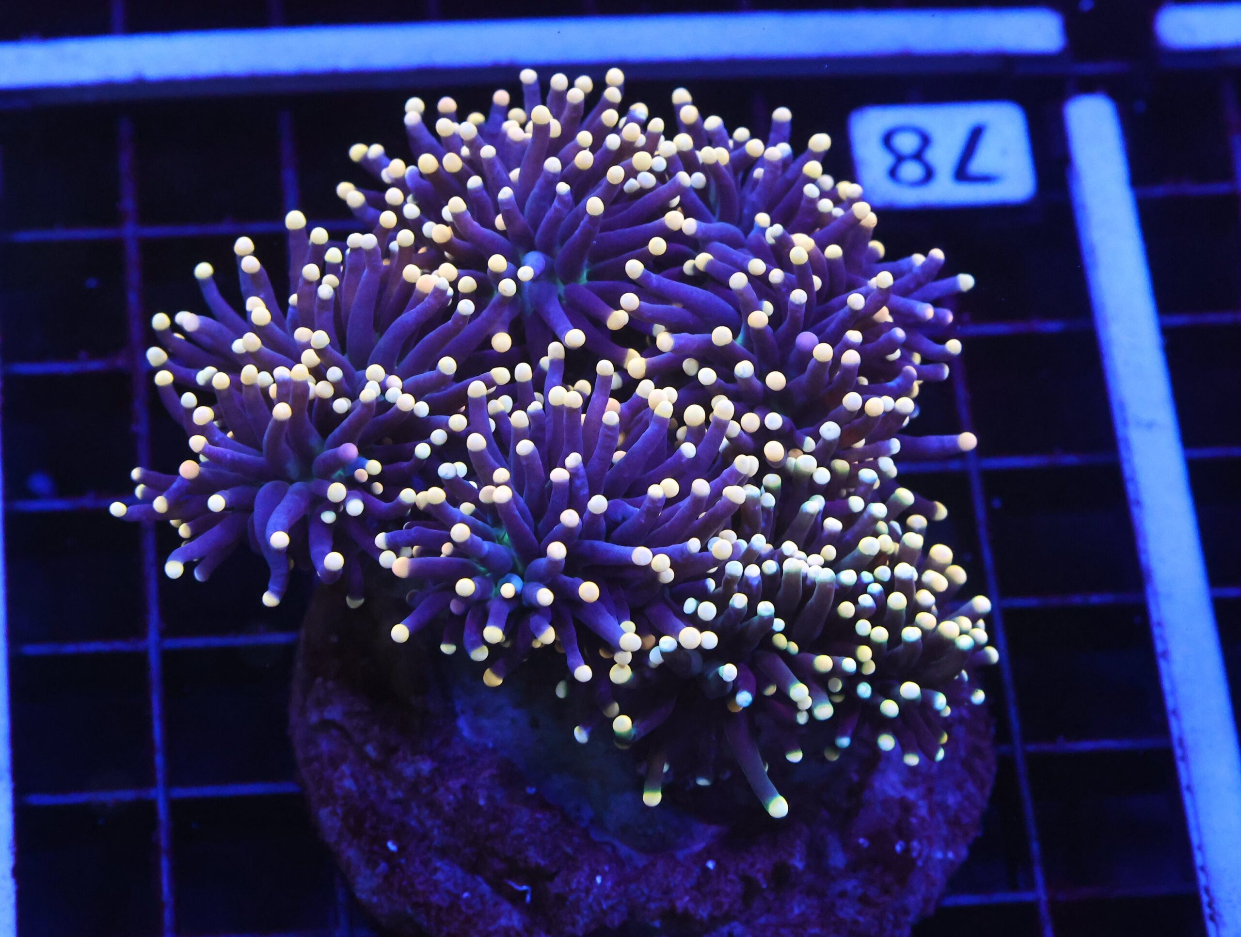 D78 - INDO TORCH BLACK LIGHT 5 HEAD