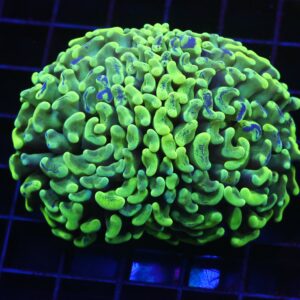 D79 - AUSSIE HAMMER THICK BRANCH BLOTCHY YELLOW 2 HEAD