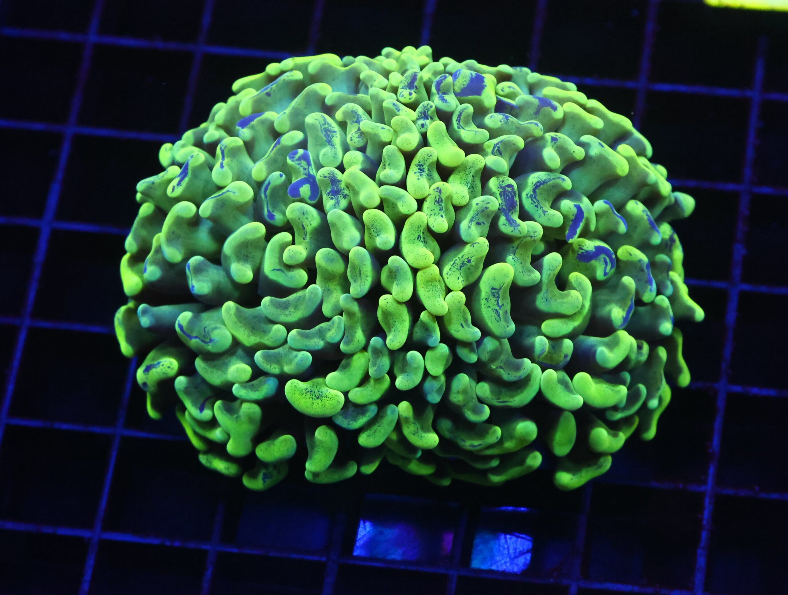 D79 - AUSSIE HAMMER THICK BRANCH BLOTCHY YELLOW 2 HEAD