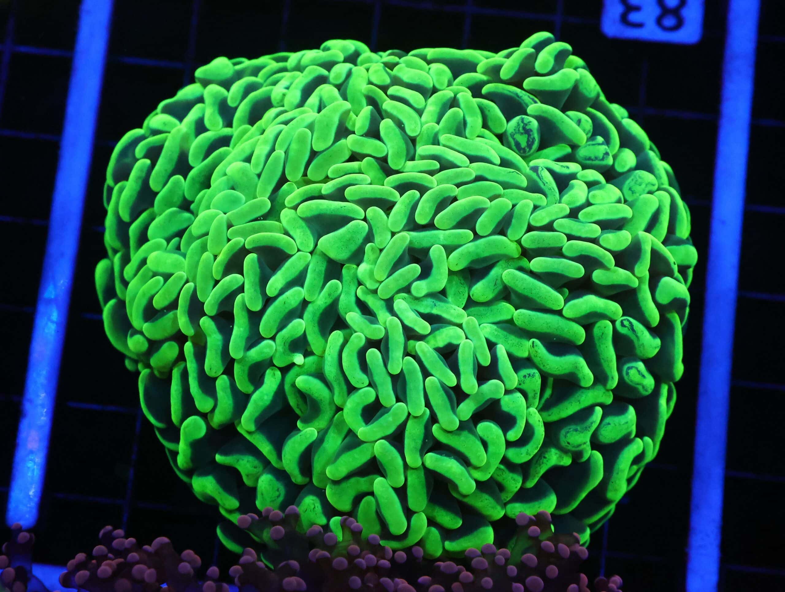 D83 - AUSSIE HAMMER THICK BRANCH NEON GREEN 3 HEAD