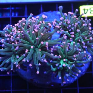 D84 - INDO TORCH COTTON CANDY 5 HEAD