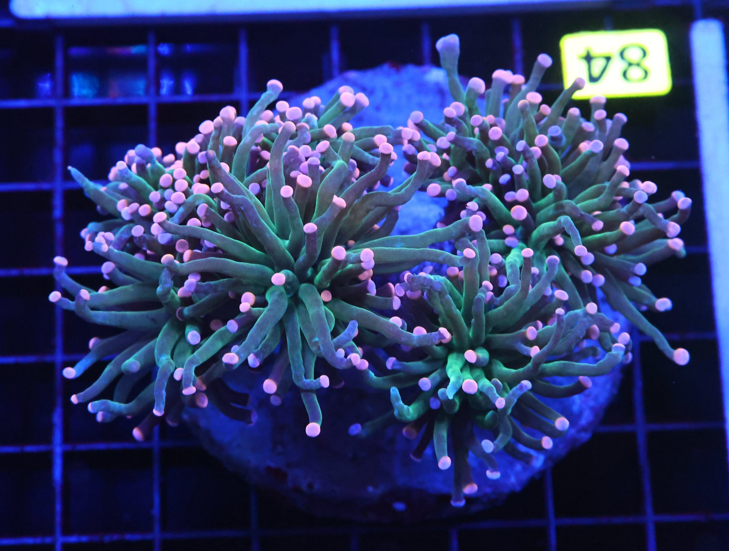 D84 - INDO TORCH COTTON CANDY 5 HEAD