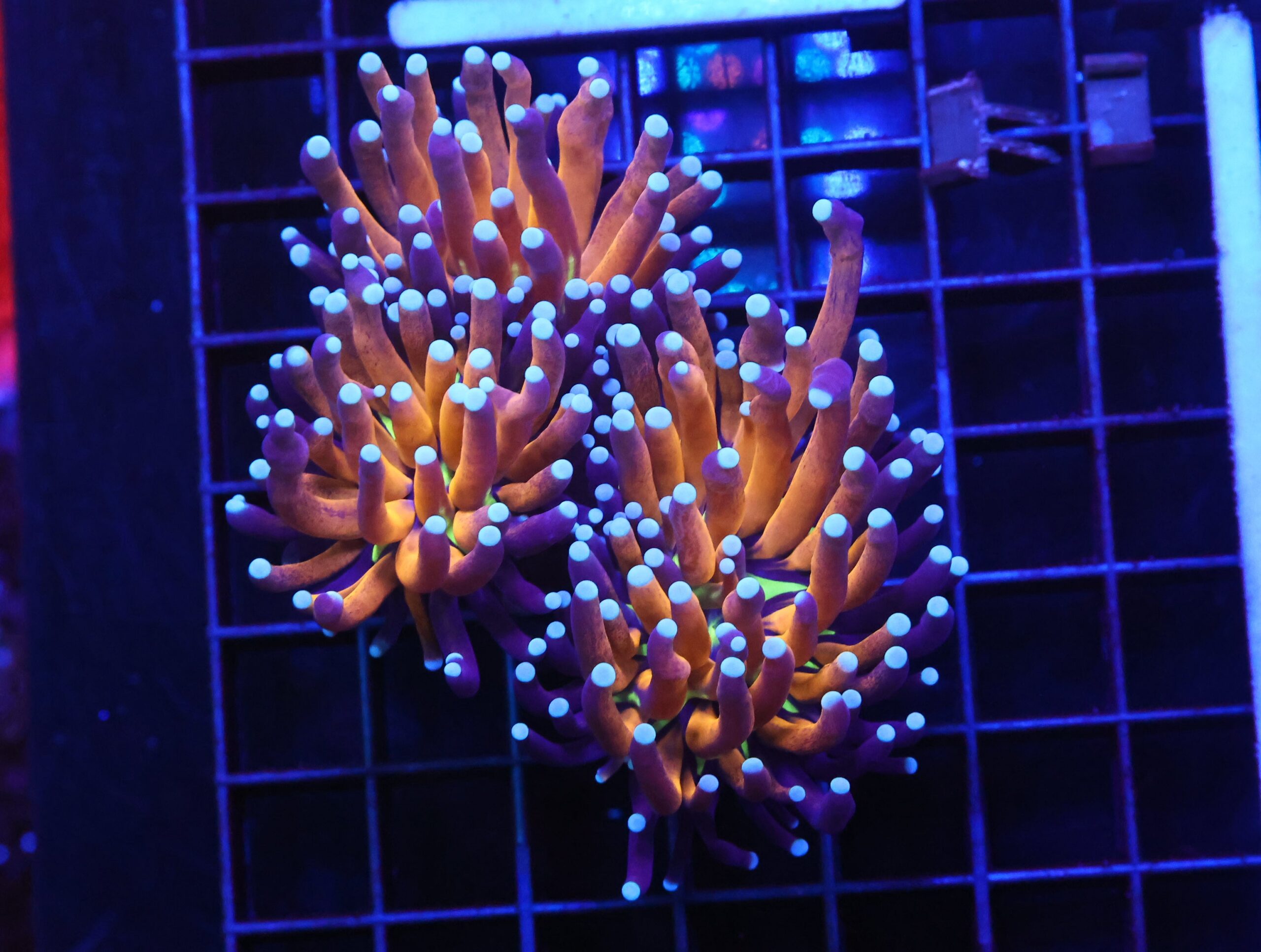 D90 - MALAYSIAN TORCH GOLD TIGER 2 HEAD