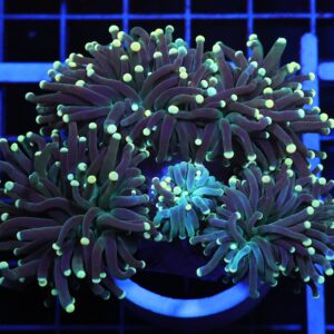 D92 - INDO TORCH BICOLOR 5 HEAD