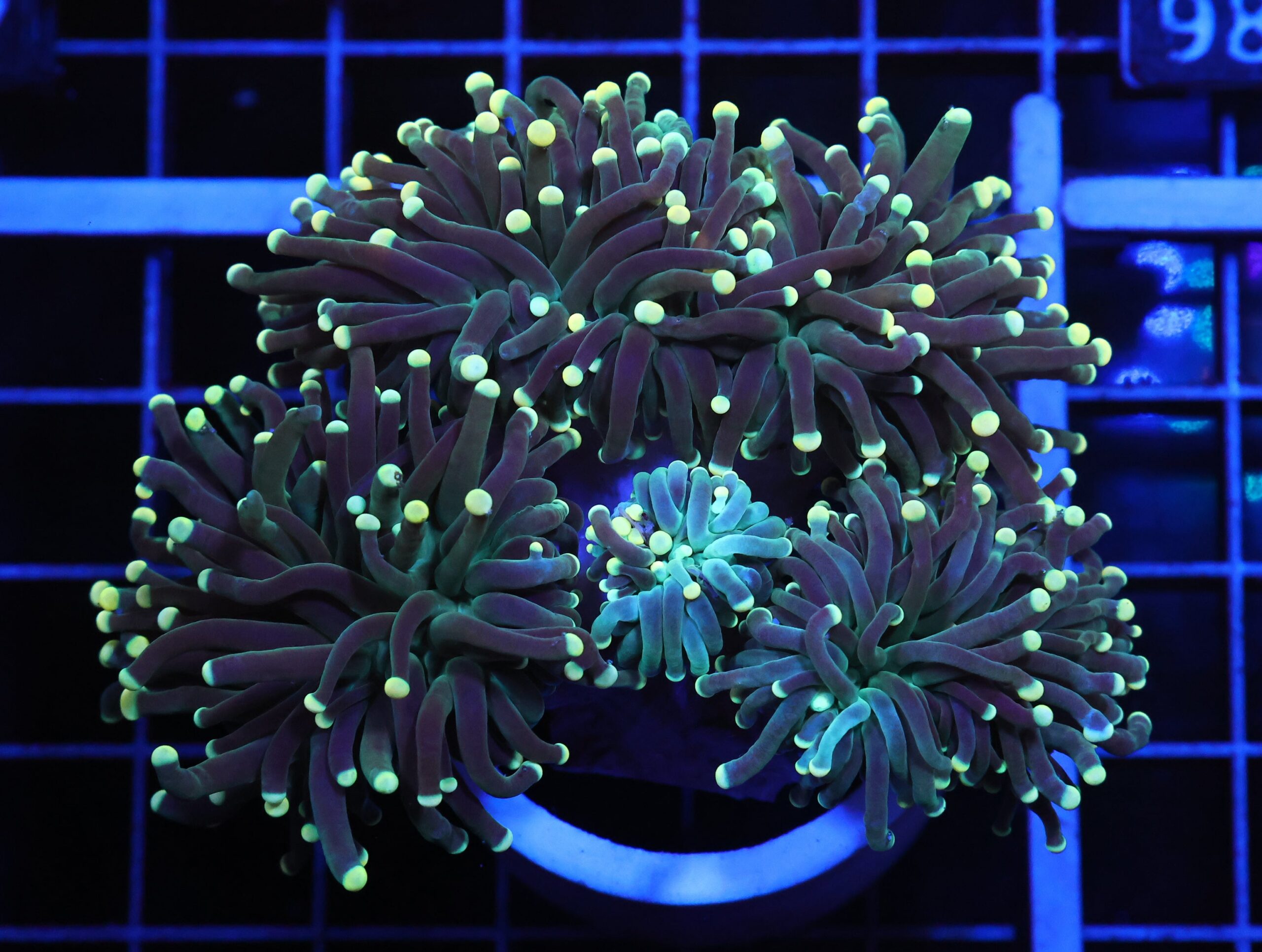 D92 - INDO TORCH BICOLOR 5 HEAD