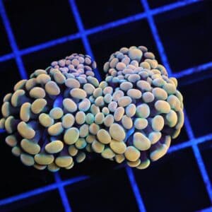 D93 - INDO HAMMER BRANCH GOLD 3 HEAD