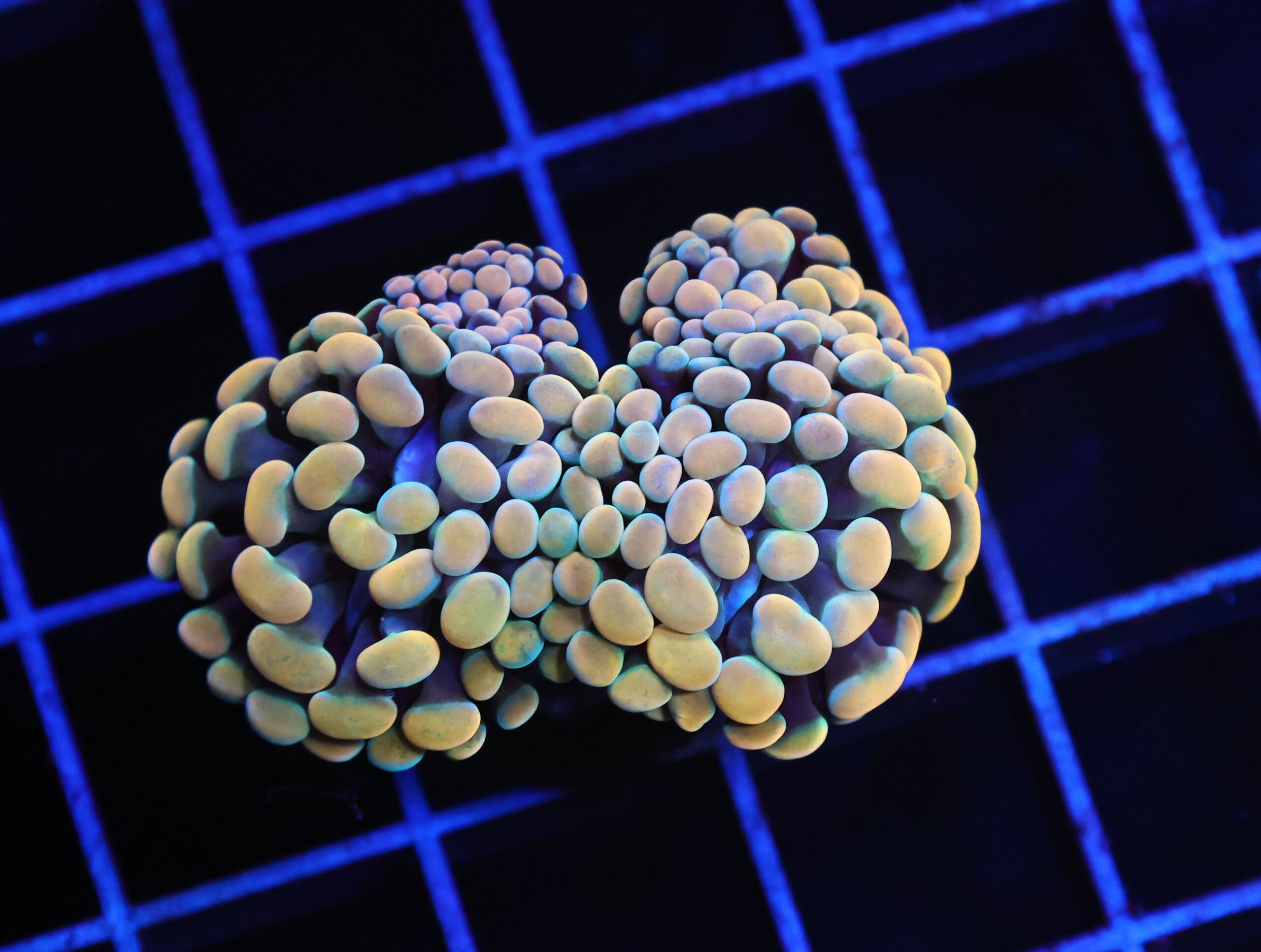 D93 - INDO HAMMER BRANCH GOLD 3 HEAD